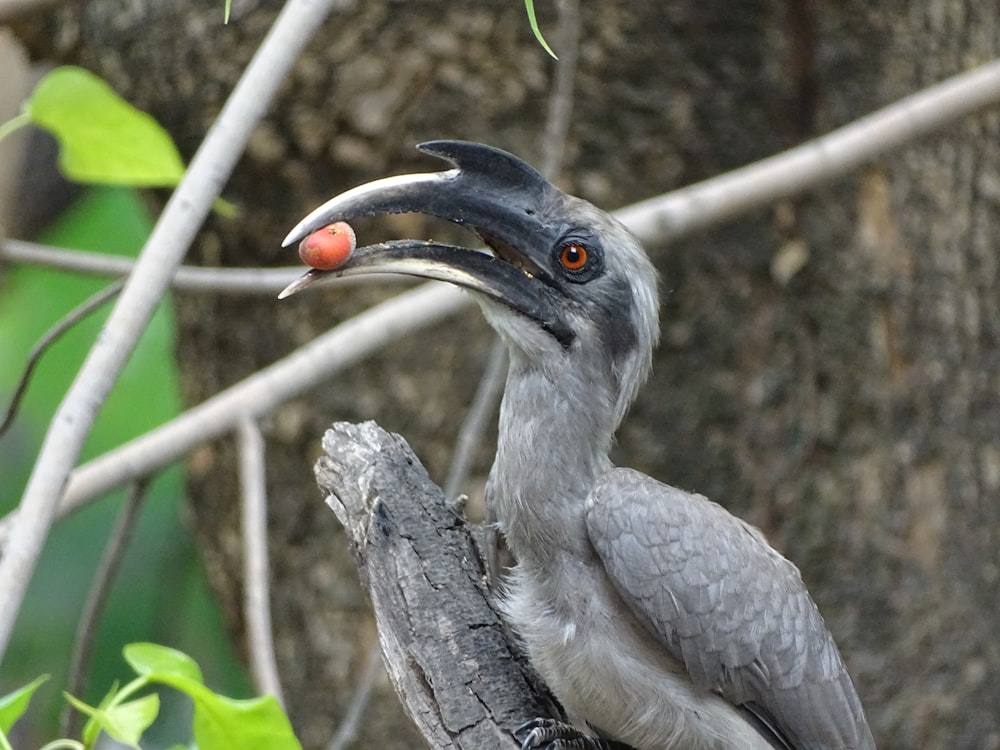 a bird with a long beak sitting on a tree branch