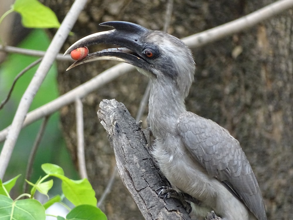 a bird with a long beak sitting on a tree branch