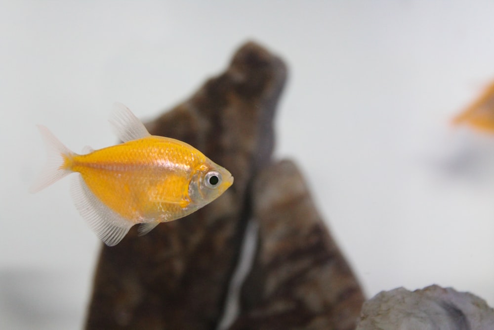 a yellow fish is swimming in an aquarium