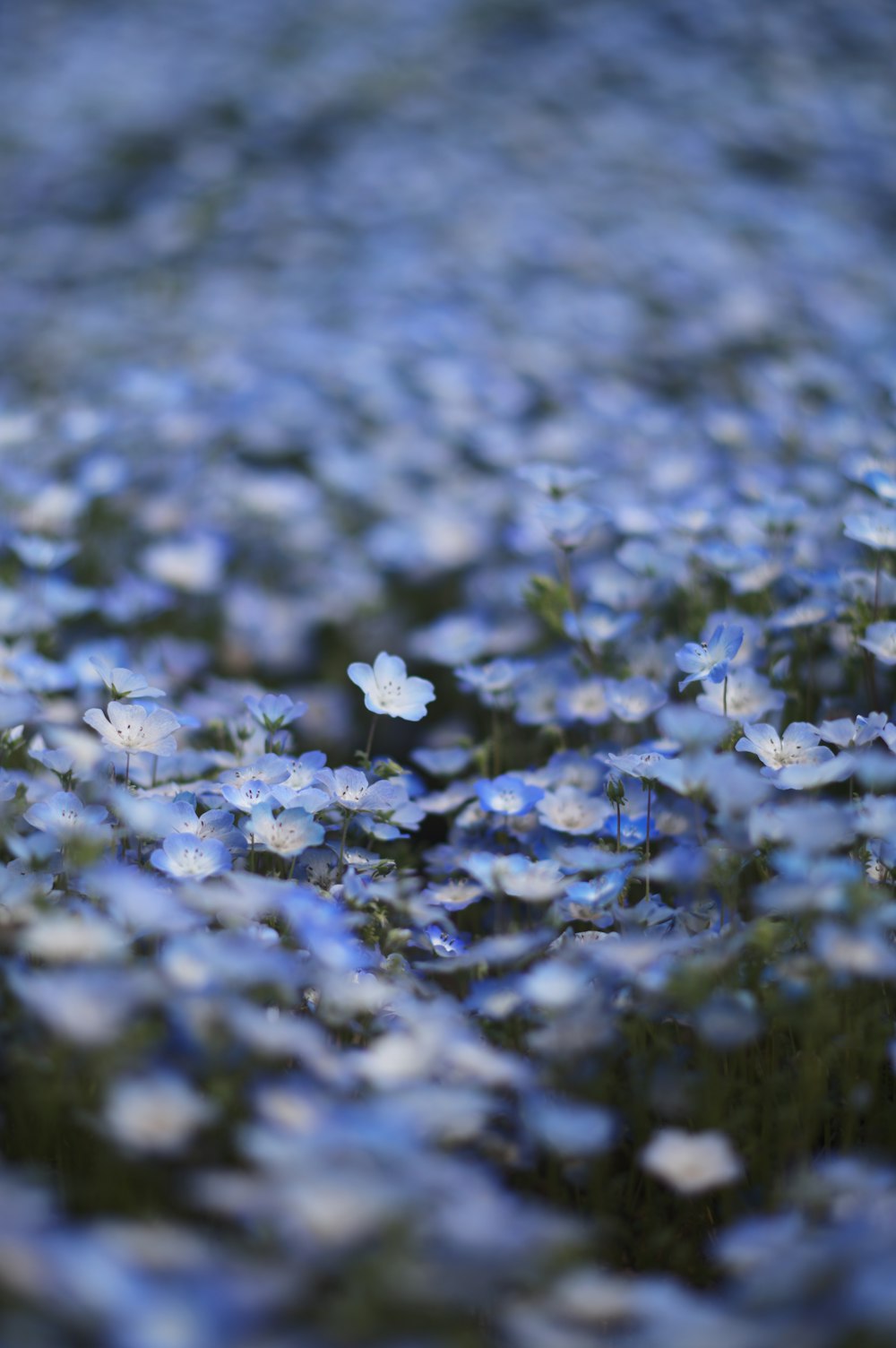 a field full of blue and white flowers