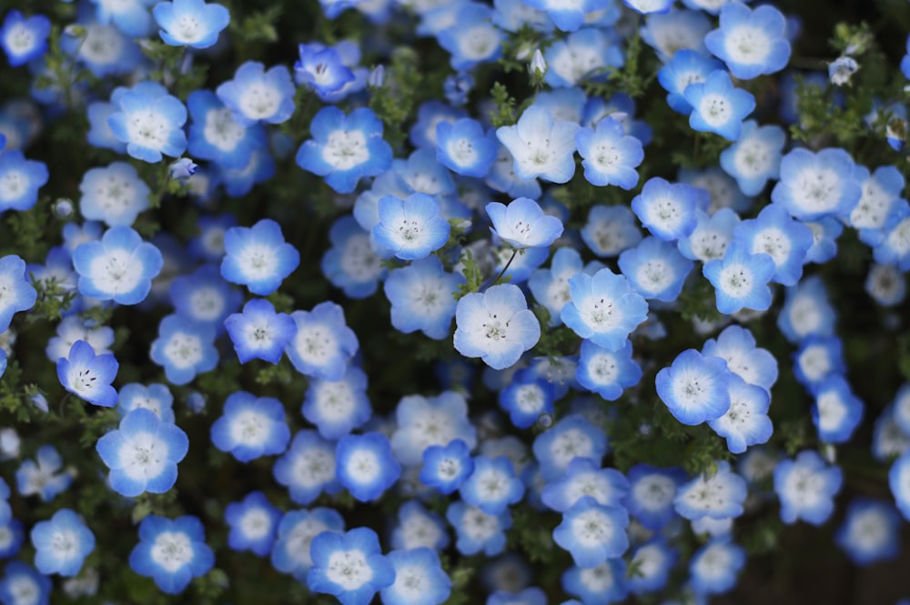 a bunch of blue flowers that are blooming