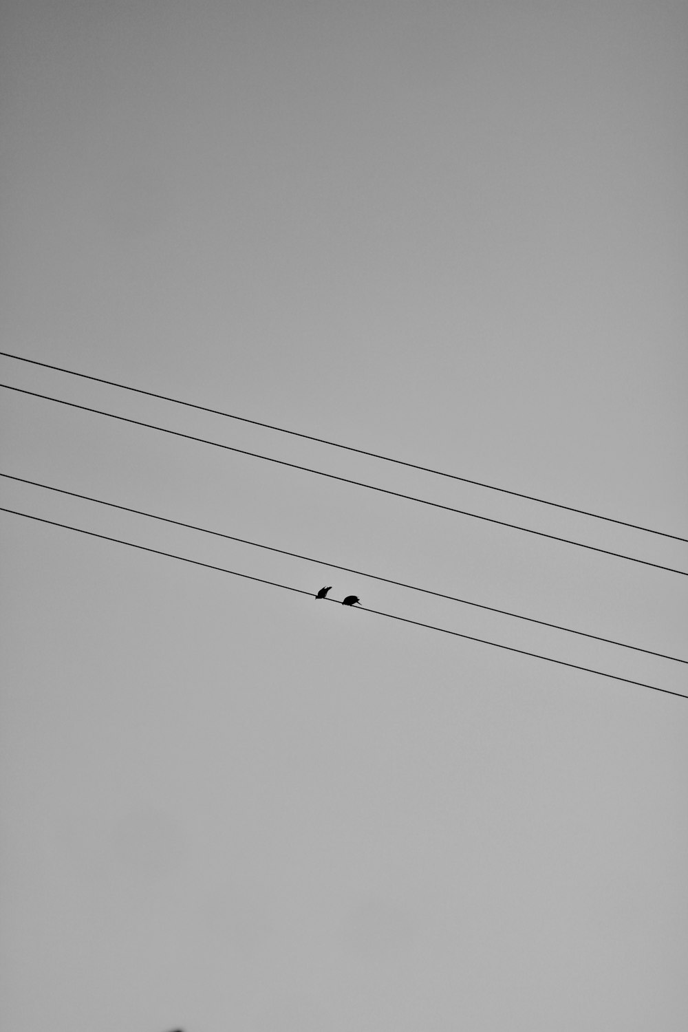 a couple of birds sitting on top of power lines