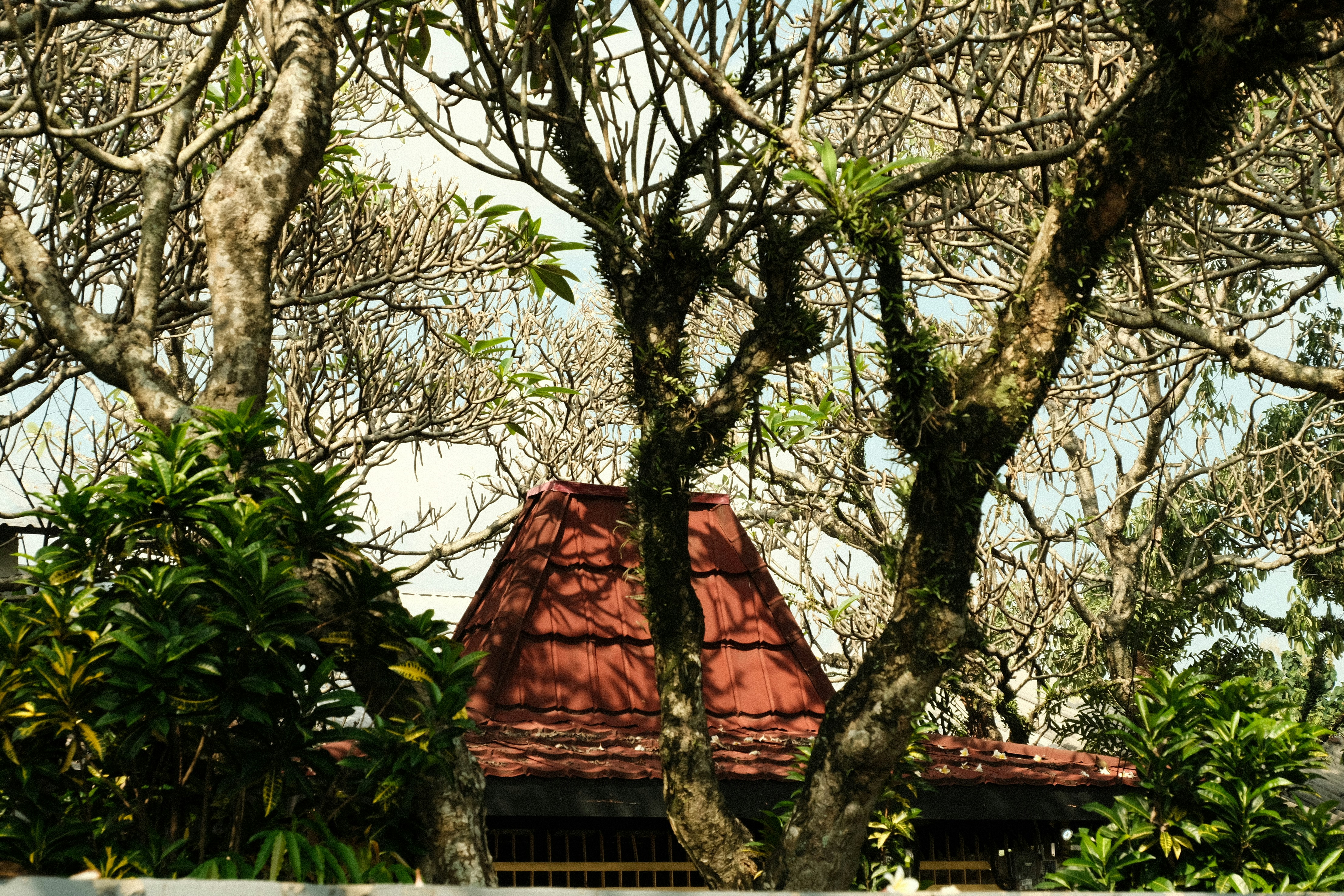 Menjelajahi Keajaiban BoTree Farm Kamboja: Surga Tersembunyi di Tengah Alam