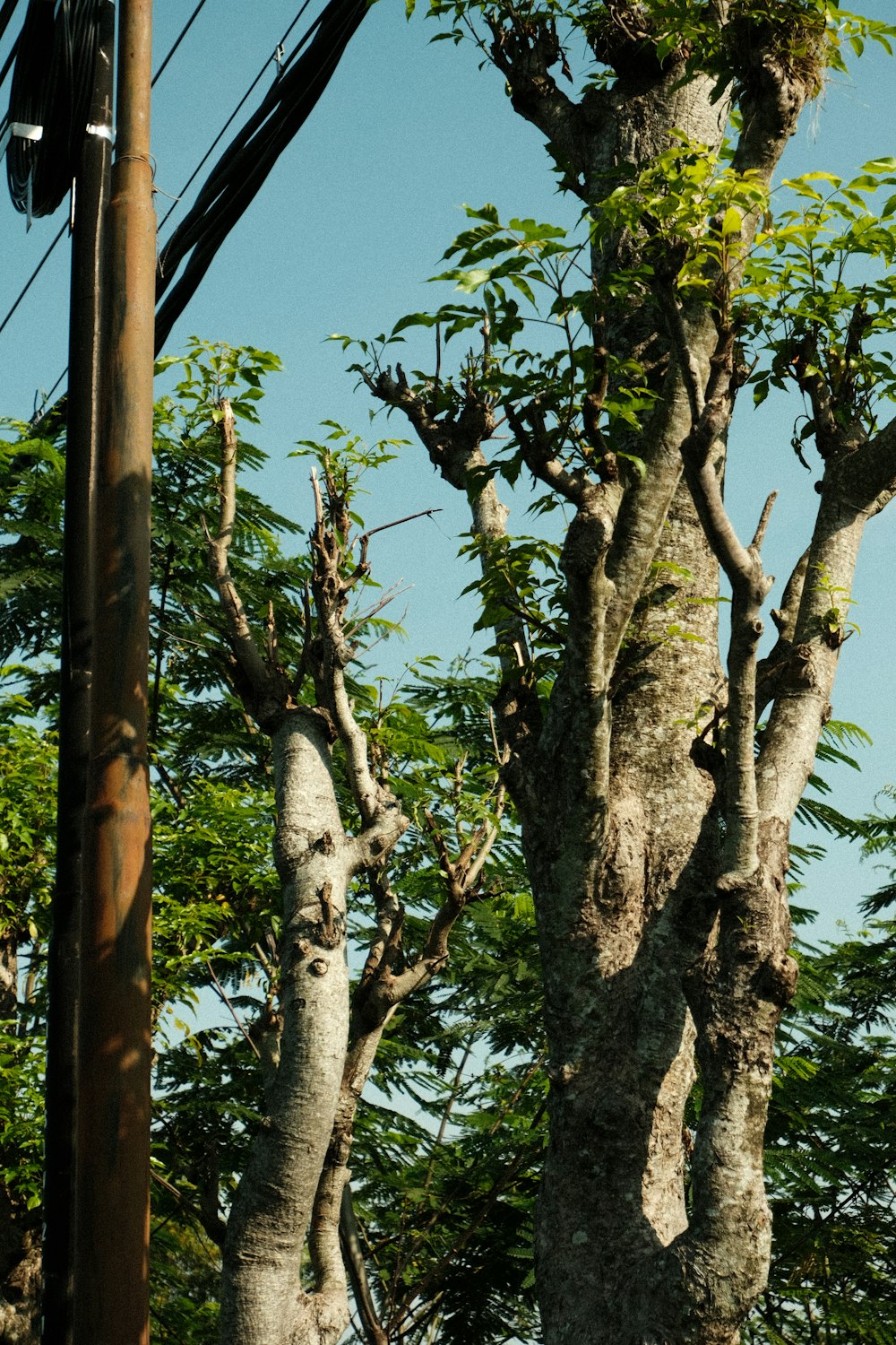 a telephone pole and some trees and a blue sky