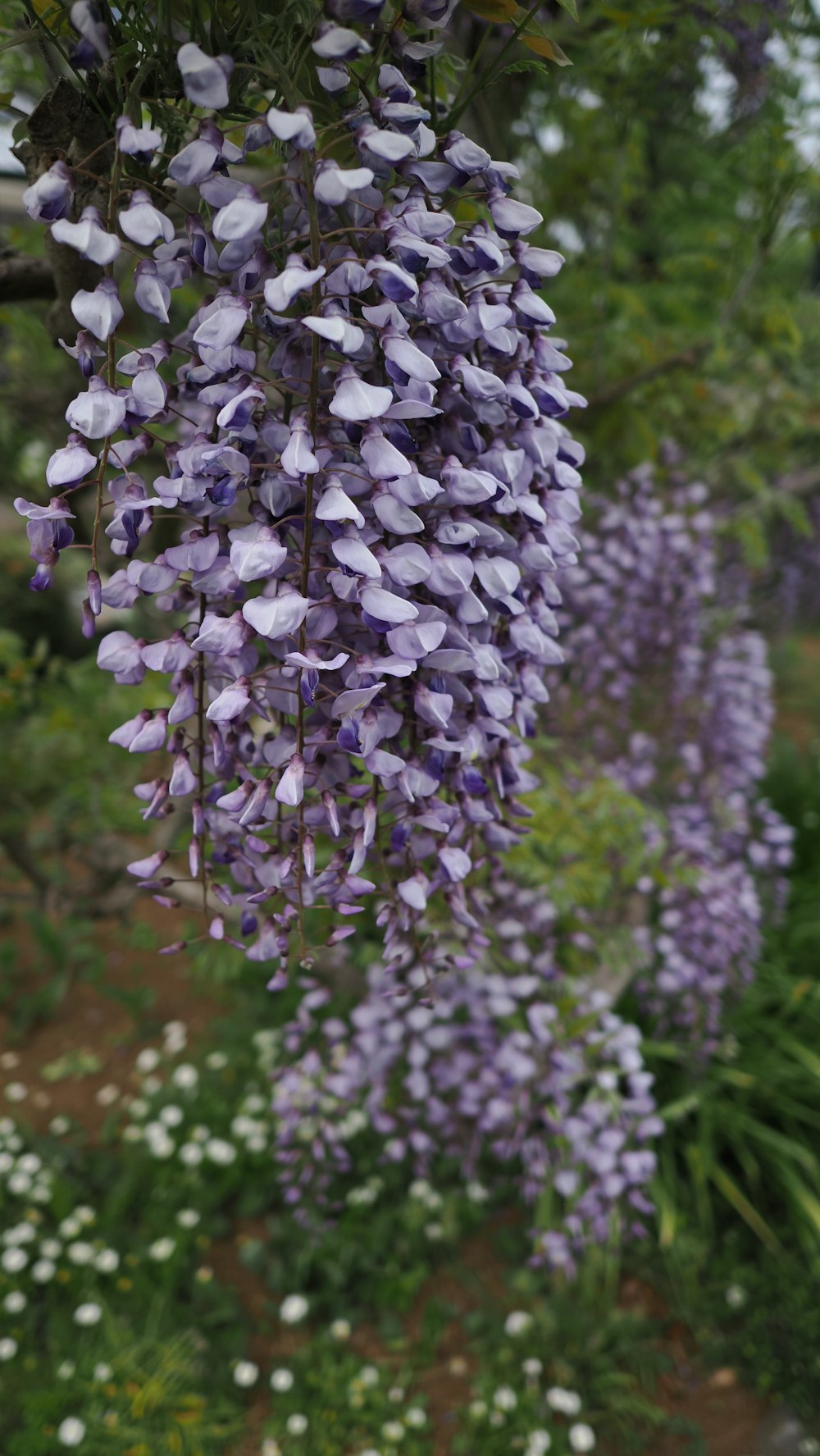 a bunch of purple flowers hanging from a tree