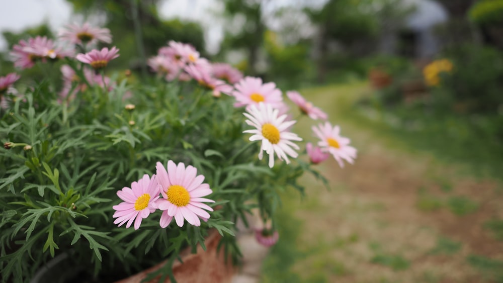 a bunch of flowers that are in a pot