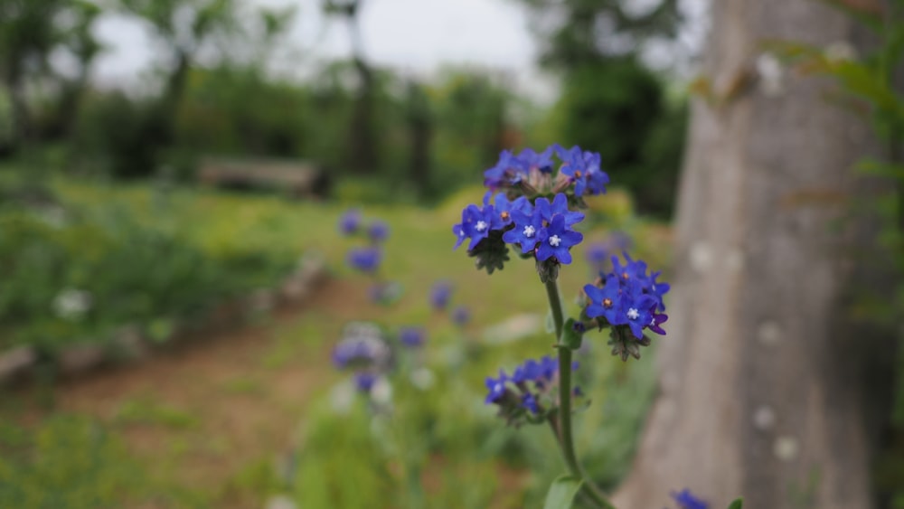 a blue flower is in the foreground and a tree in the background