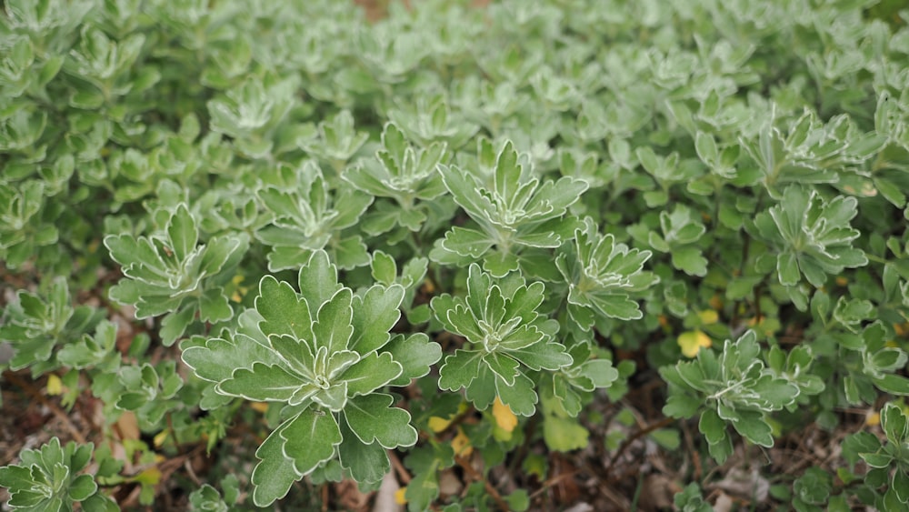 a plant with green leaves in a field