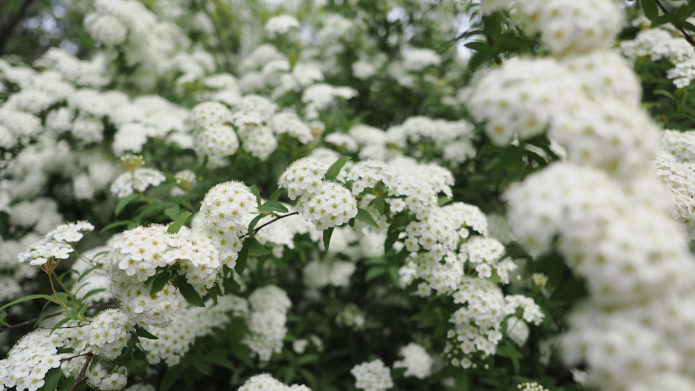 a bush of white flowers with green leaves