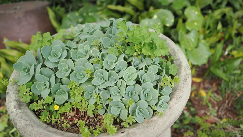 a planter filled with lots of green plants