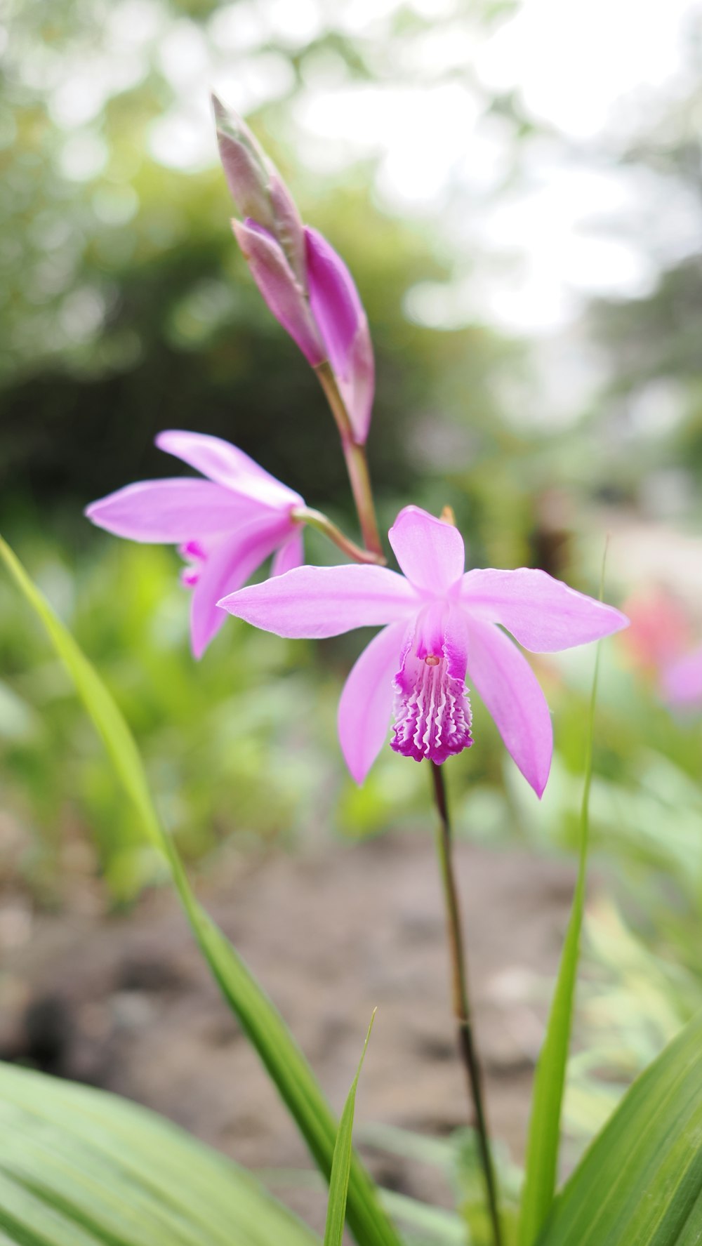 a pink flower is blooming in a garden