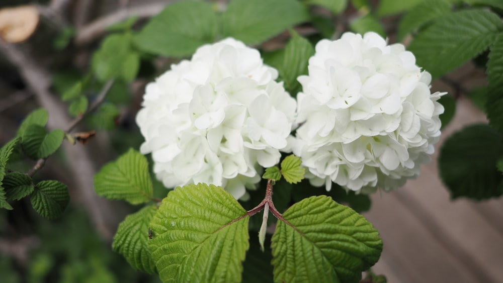 a close up of a white flower with green leaves