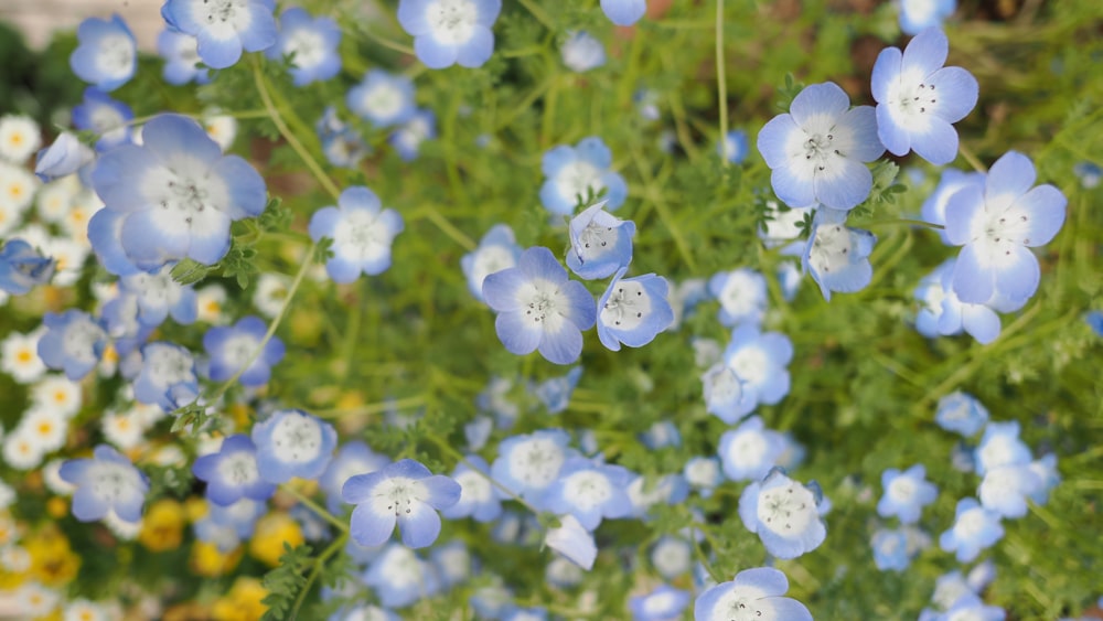 a bunch of blue and white flowers in a garden