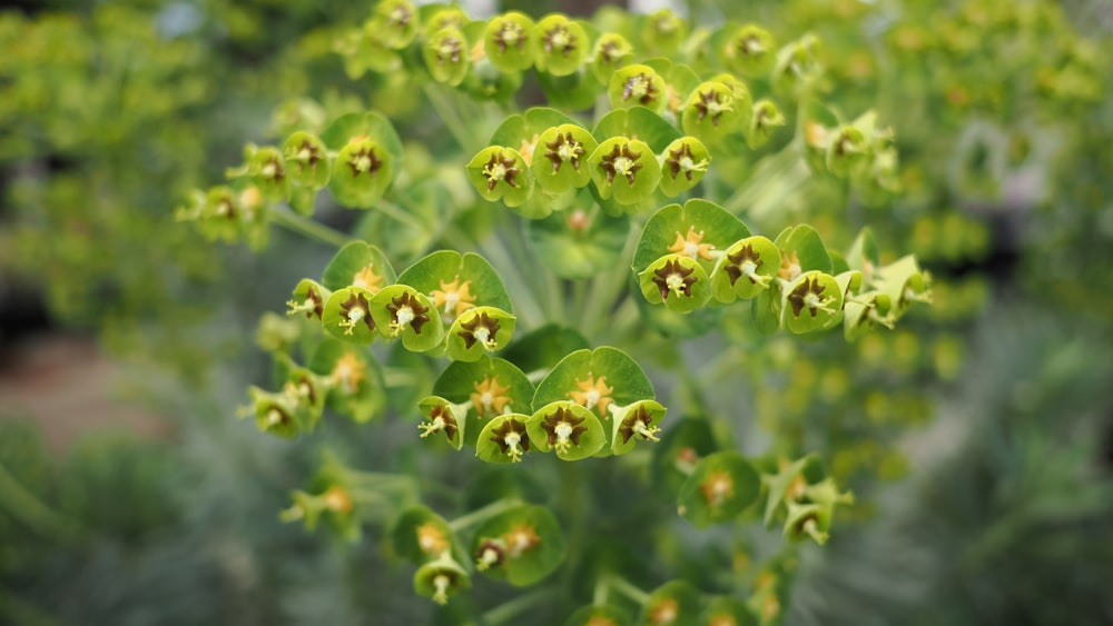 a close up of a bunch of green flowers