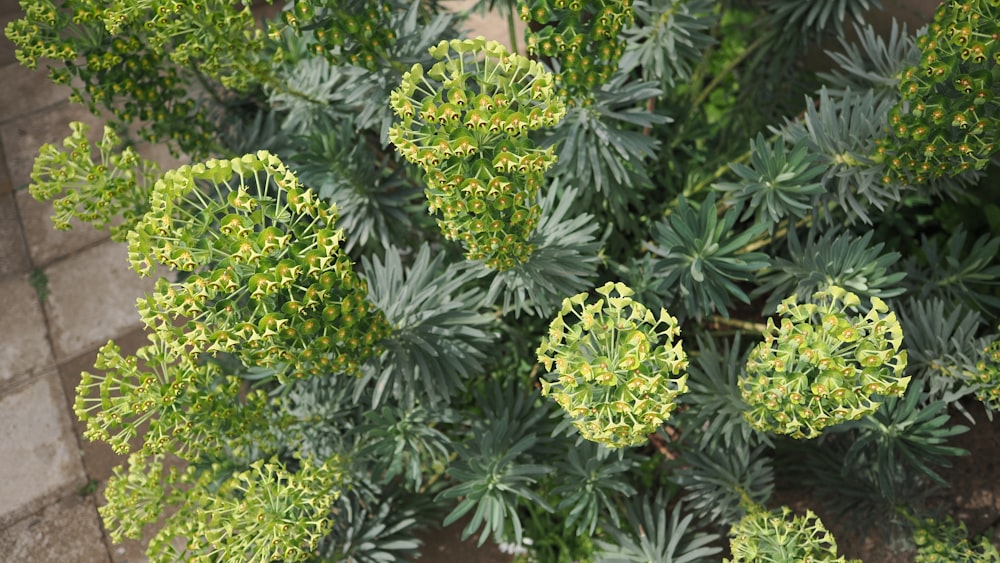 a close up of a plant with green leaves