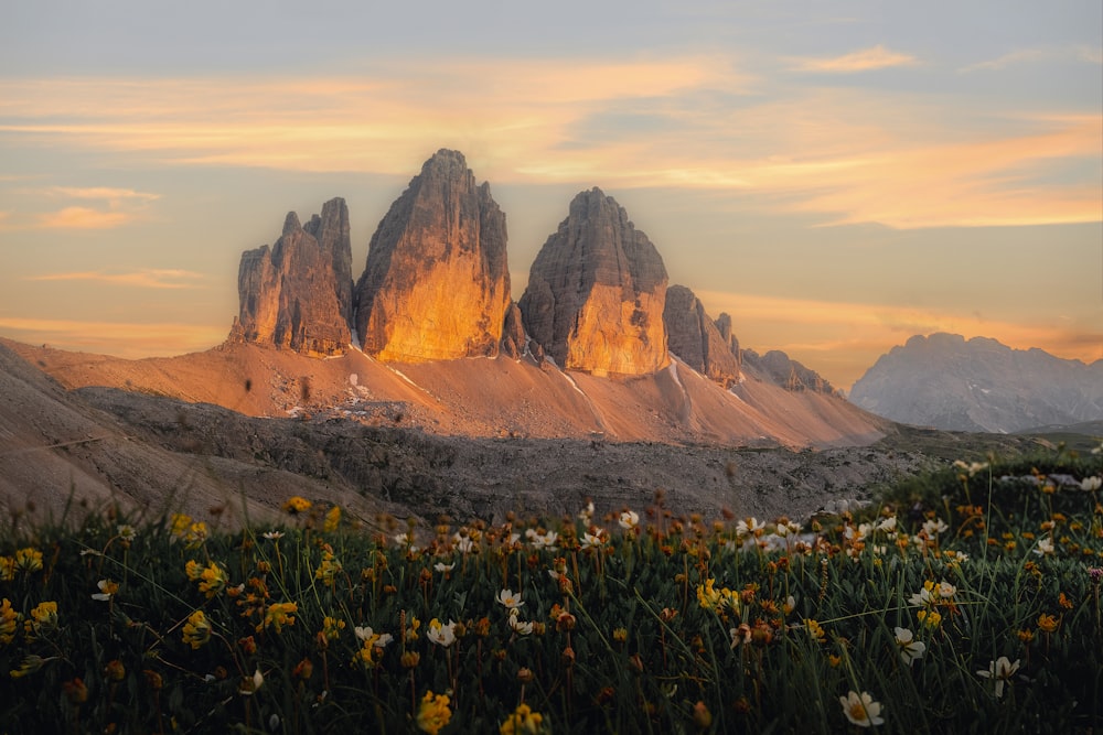 a mountain range with flowers in the foreground