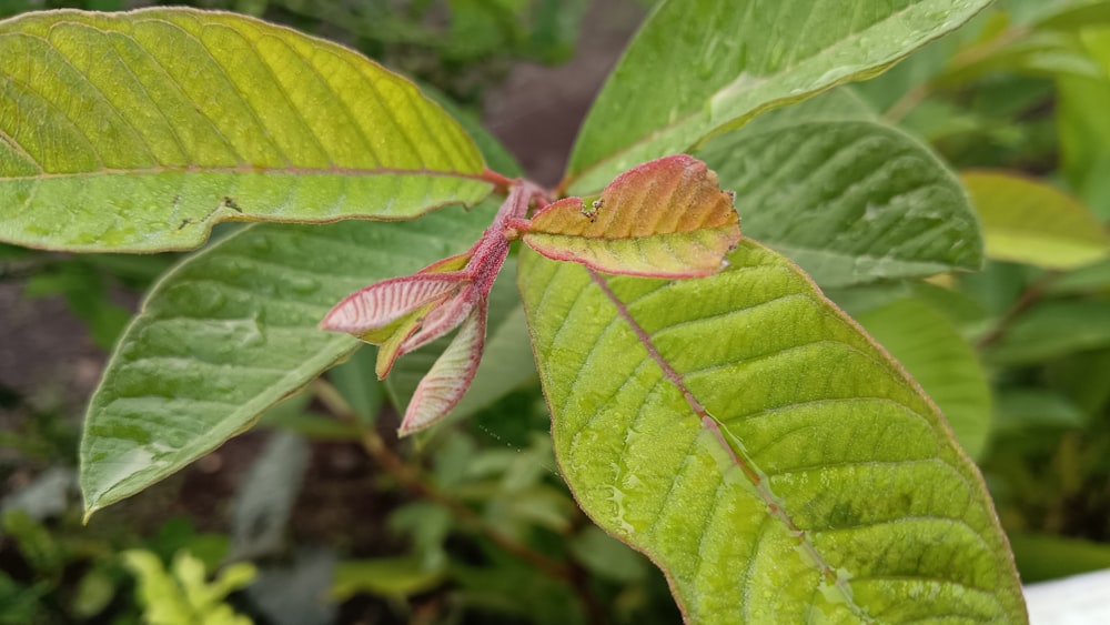 a close up of a leaf on a plant