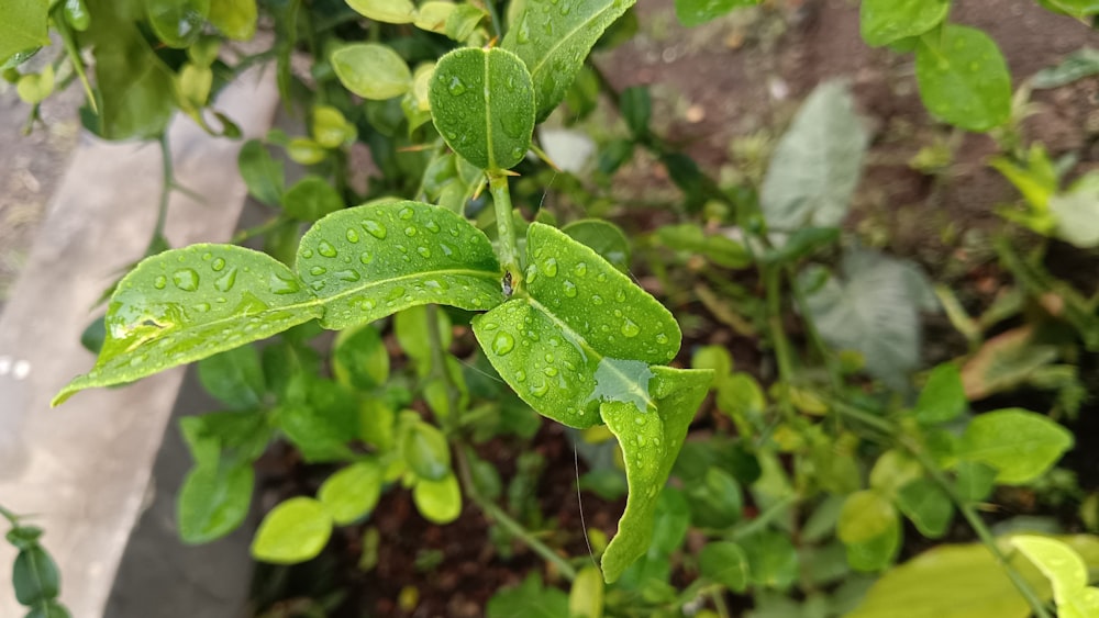 a green plant with water drops on it