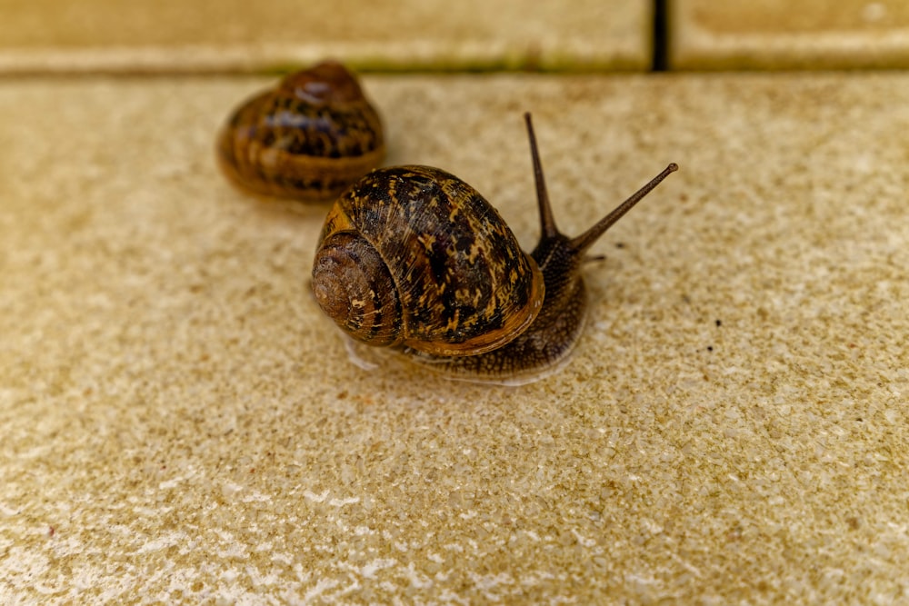 a couple of snails sitting on top of a tiled floor
