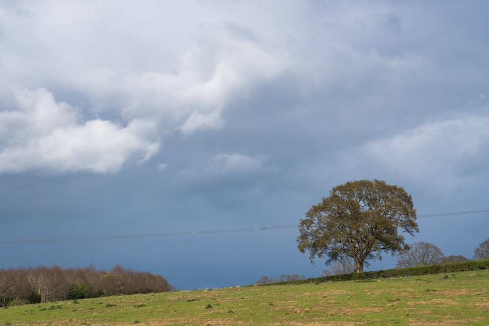 a lone tree on a grassy hill under a cloudy sky