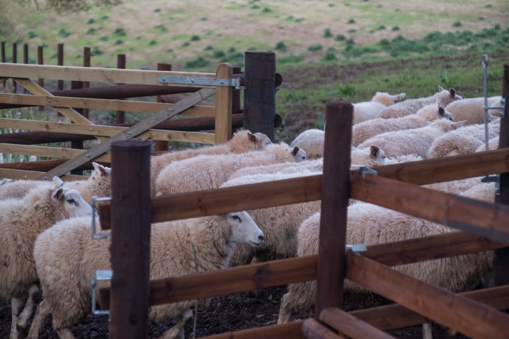 a herd of sheep standing next to each other