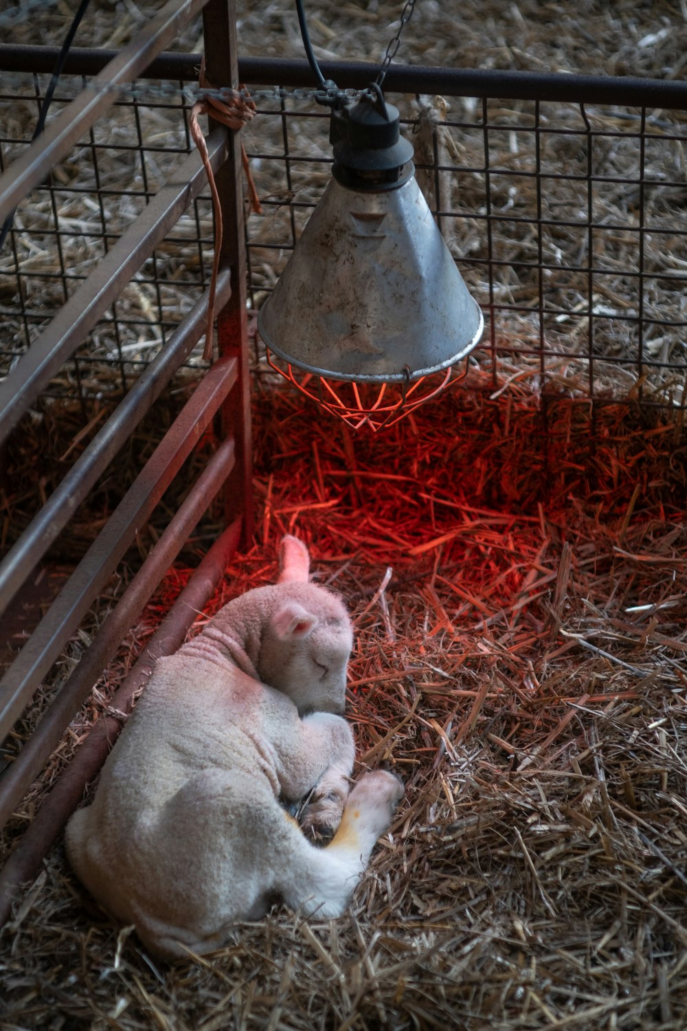 a baby sheep laying on top of a pile of hay