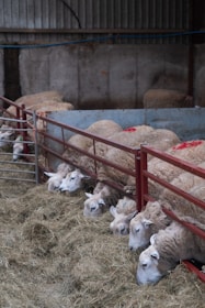 Biggest Lamb Meat Exporters in Pakistan
