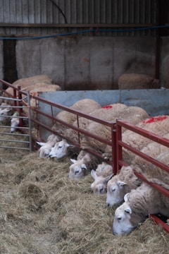 Biggest Lamb Meat Exporters in Pakistan