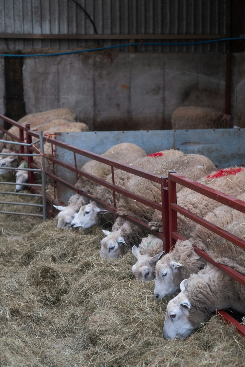 a herd of sheep standing next to each other in a pen