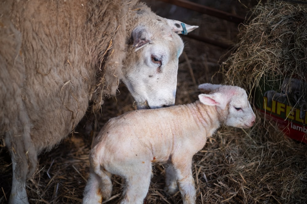 a sheep and a lamb standing in hay