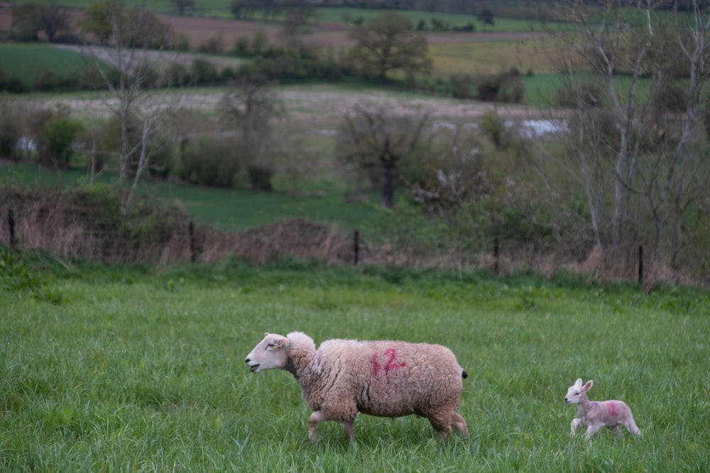 a sheep and a lamb in a grassy field