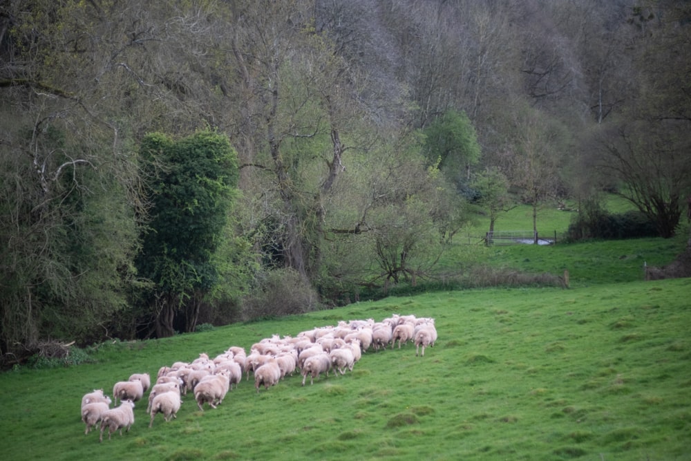 a herd of sheep walking across a lush green field