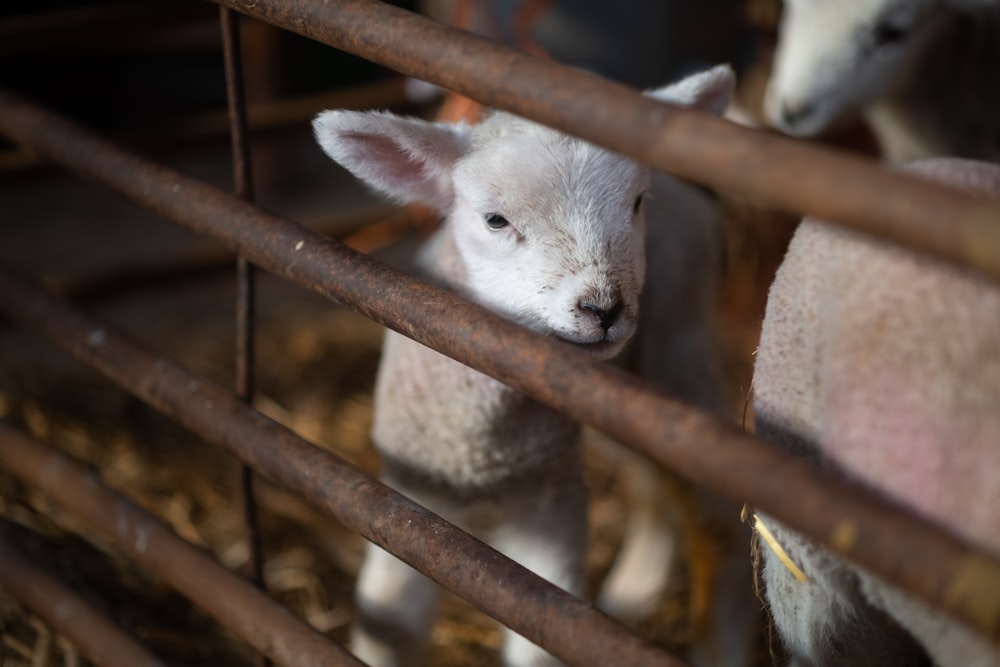 a couple of sheep standing inside of a metal pen