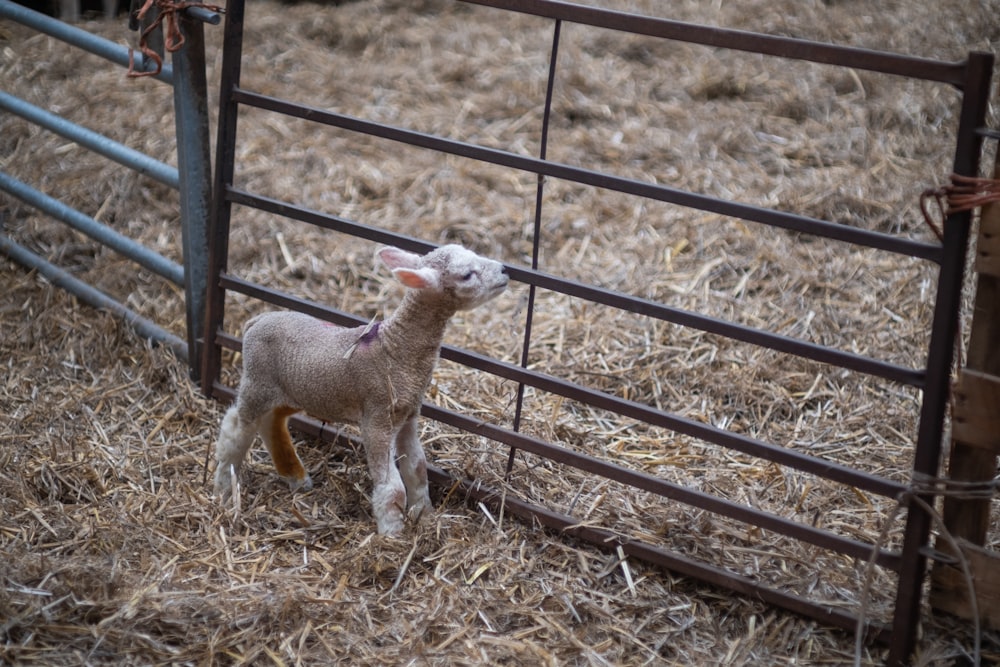 a baby lamb standing next to a metal fence