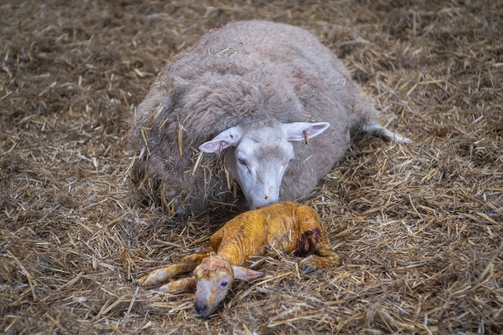 a sheep laying on top of a pile of hay