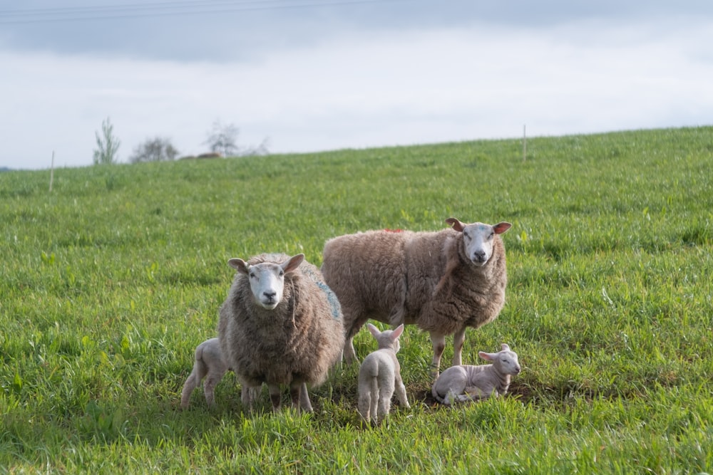 a mother sheep with two baby sheep in a grassy field