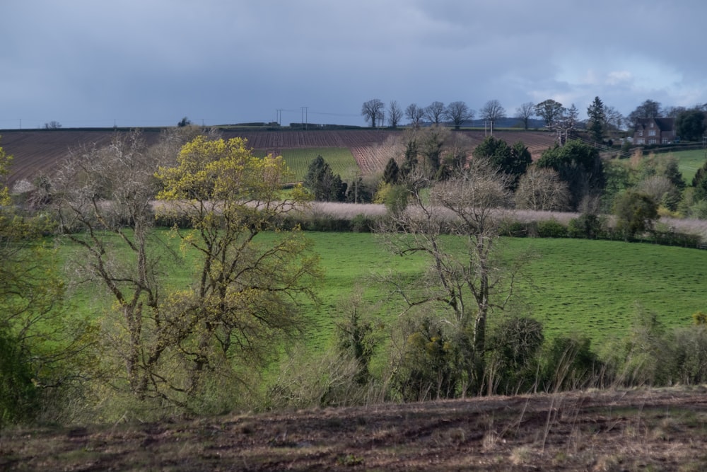 a lush green field with trees in the foreground