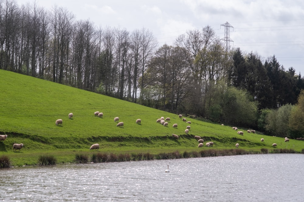 a herd of sheep grazing on a lush green hillside