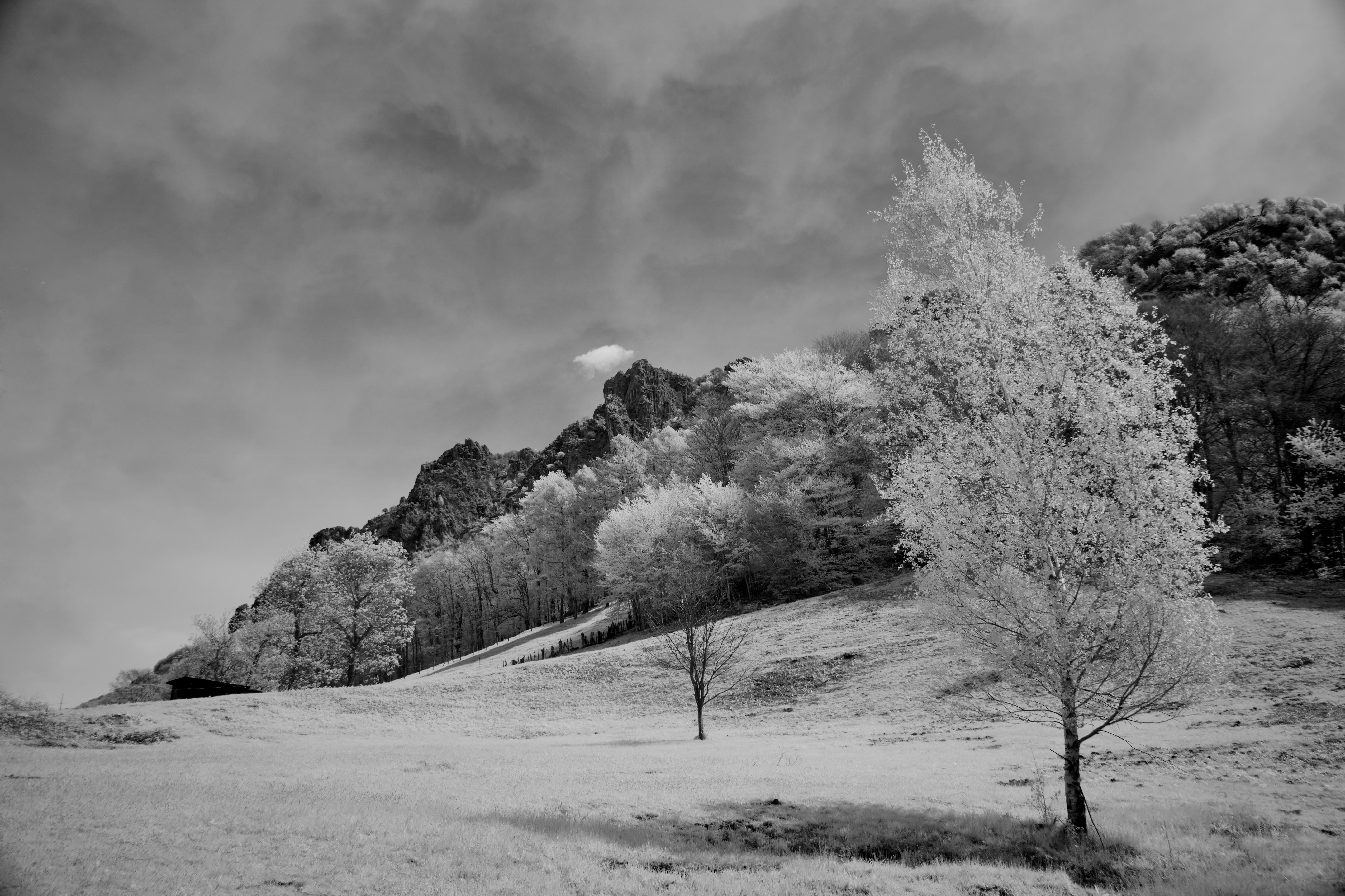 Photo by wolfgang_hasselmann