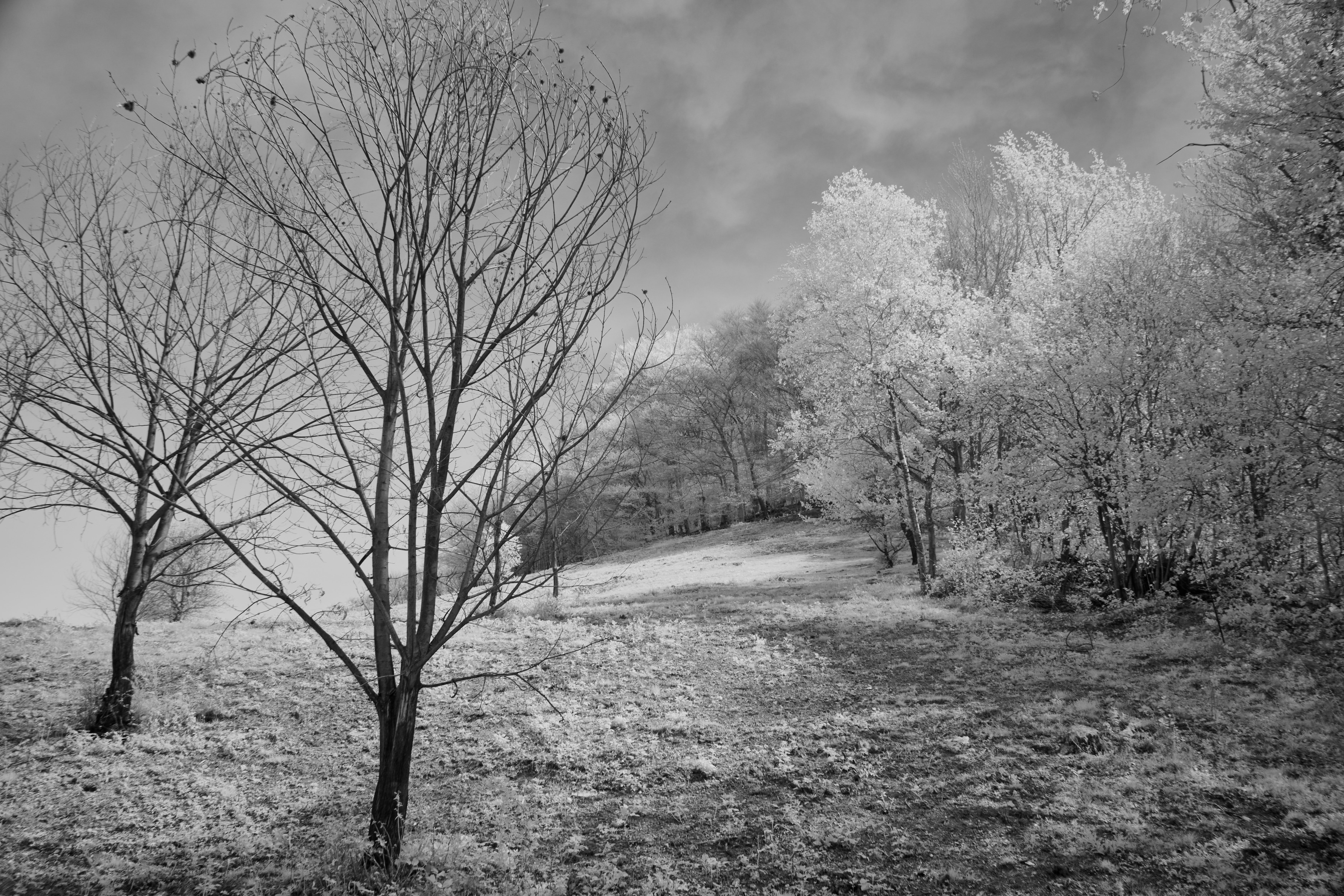 Photo by wolfgang_hasselmann