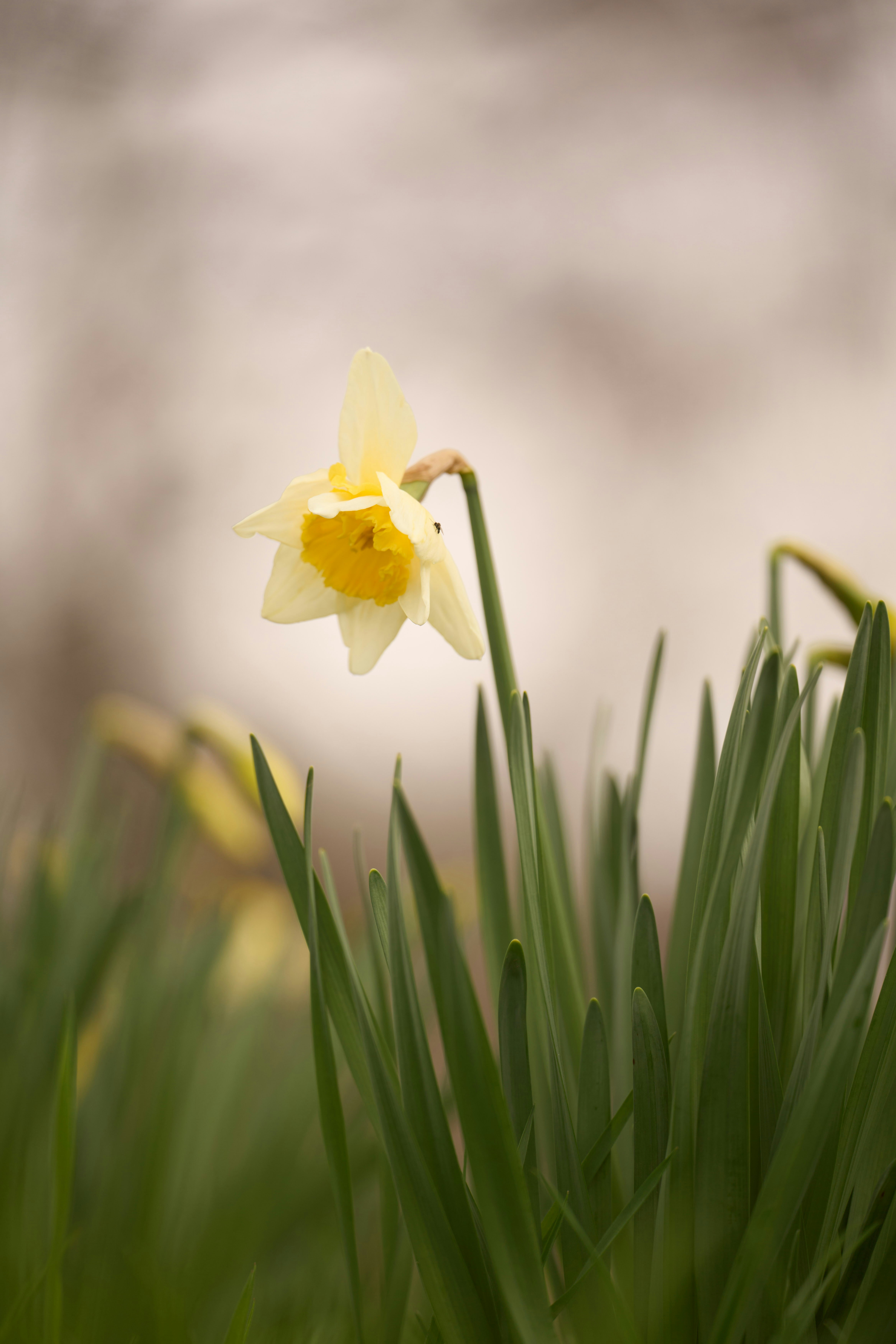 Photo by wolfgang_hasselmann