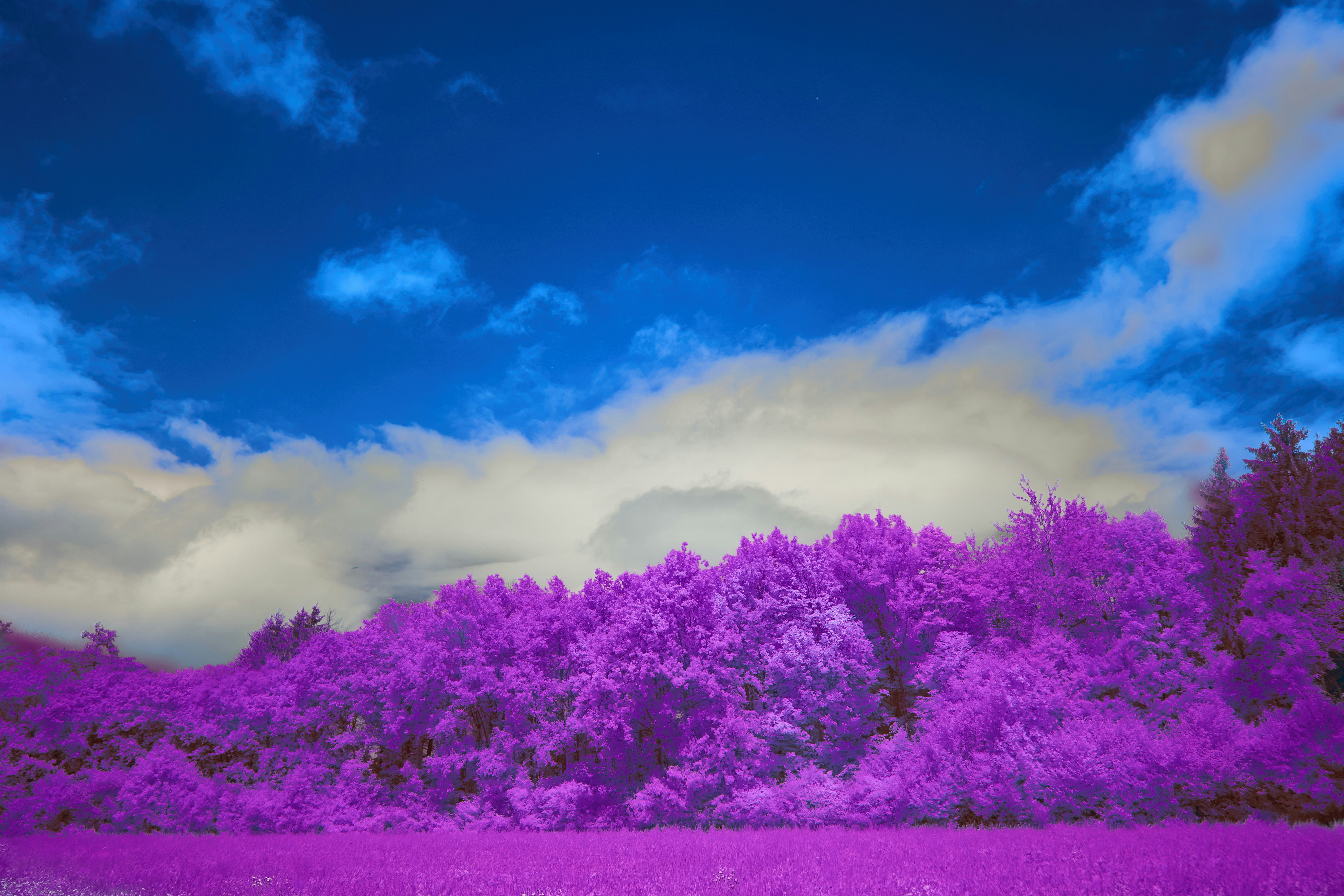 Photo by wolfgang_hasselmann