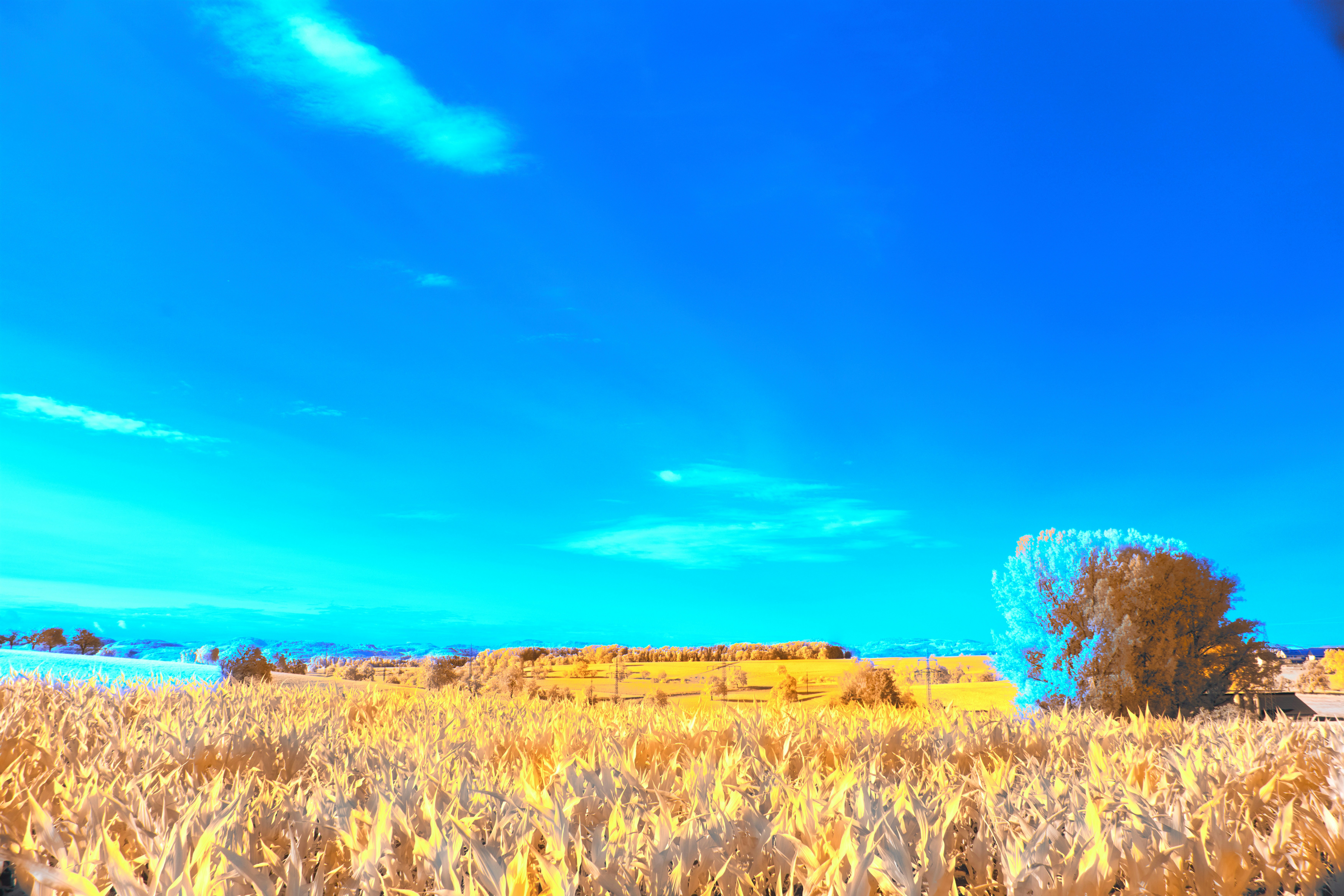 Photo by wolfgang_hasselmann