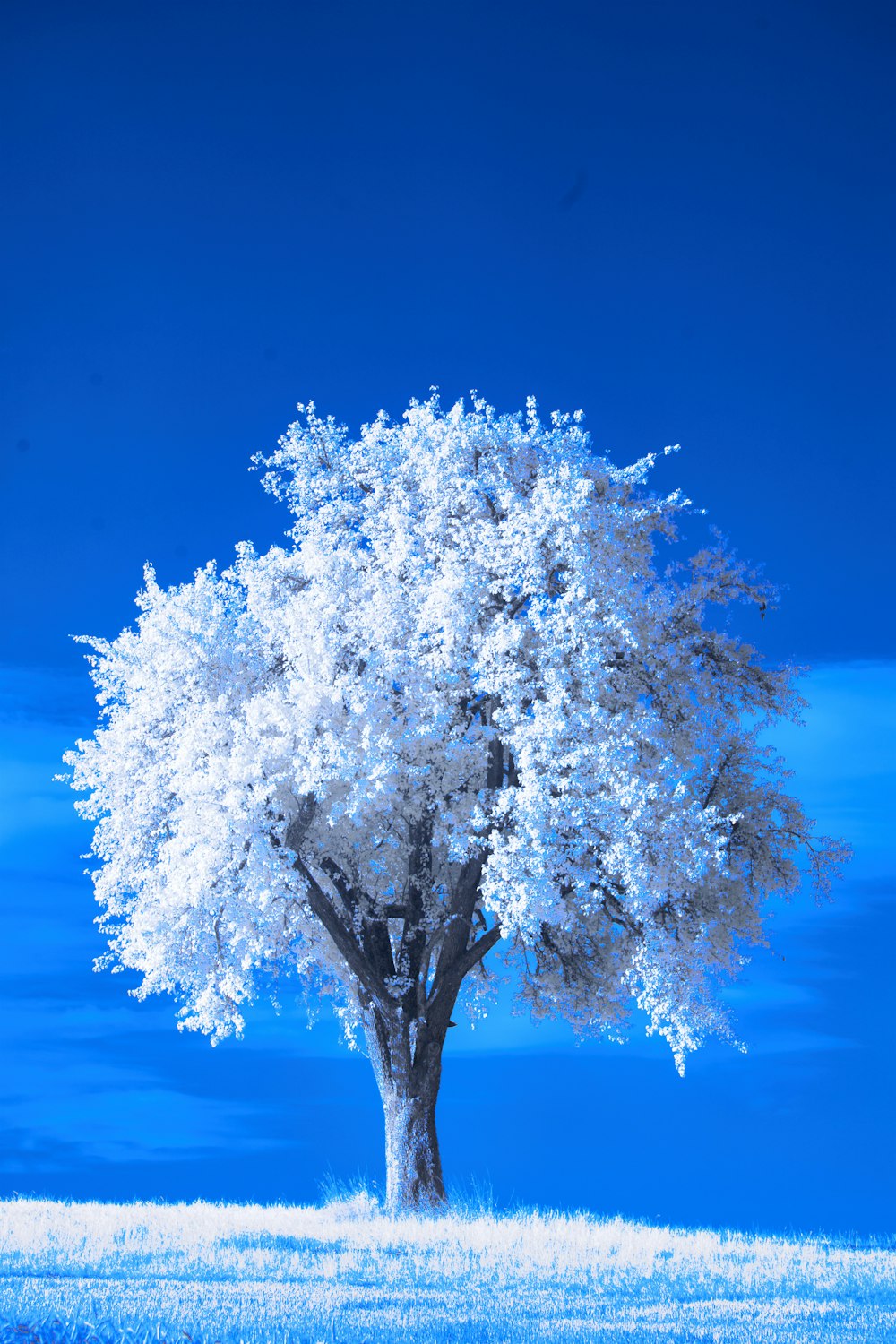 a white tree in a field with a blue sky in the background