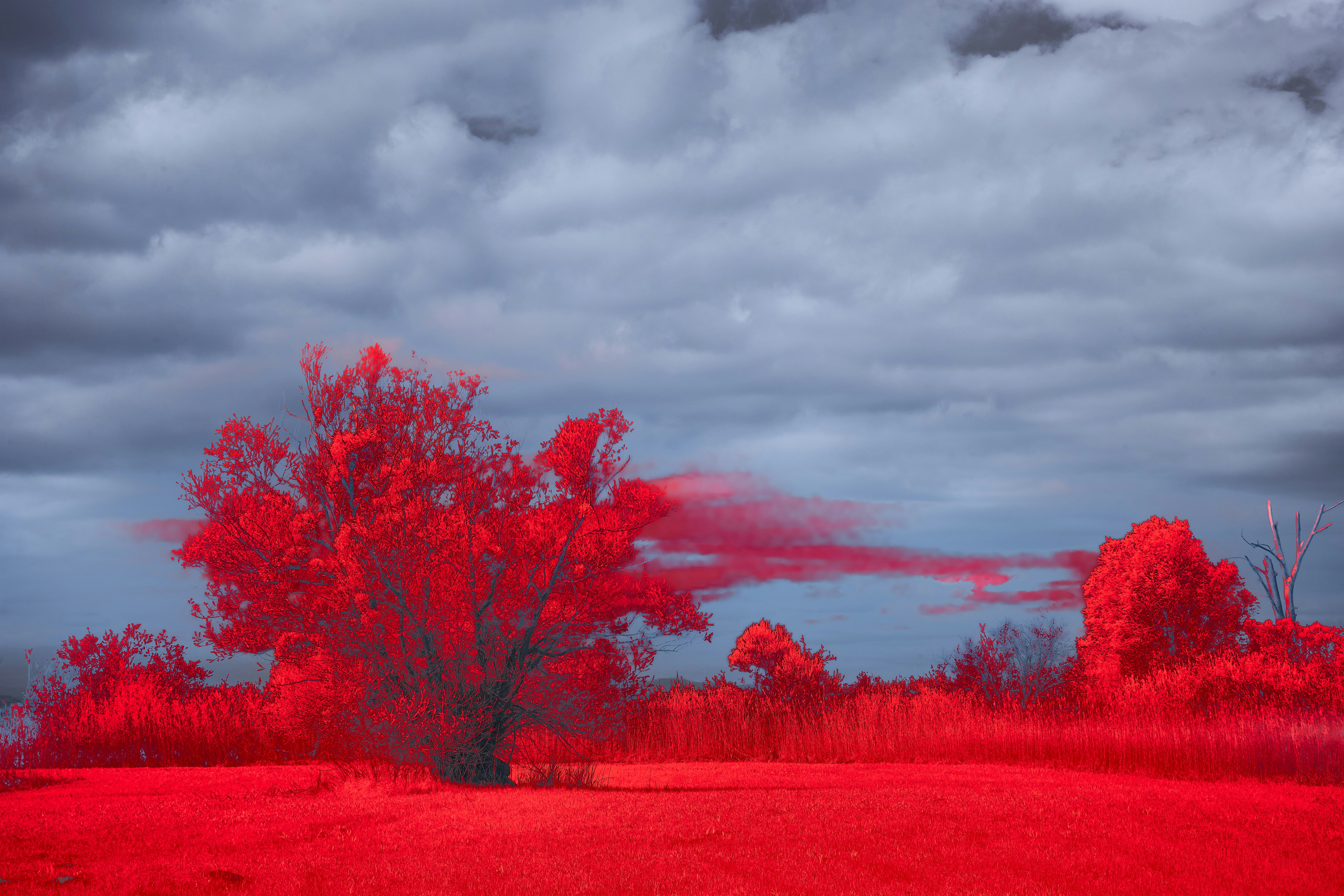 Photo by wolfgang_hasselmann