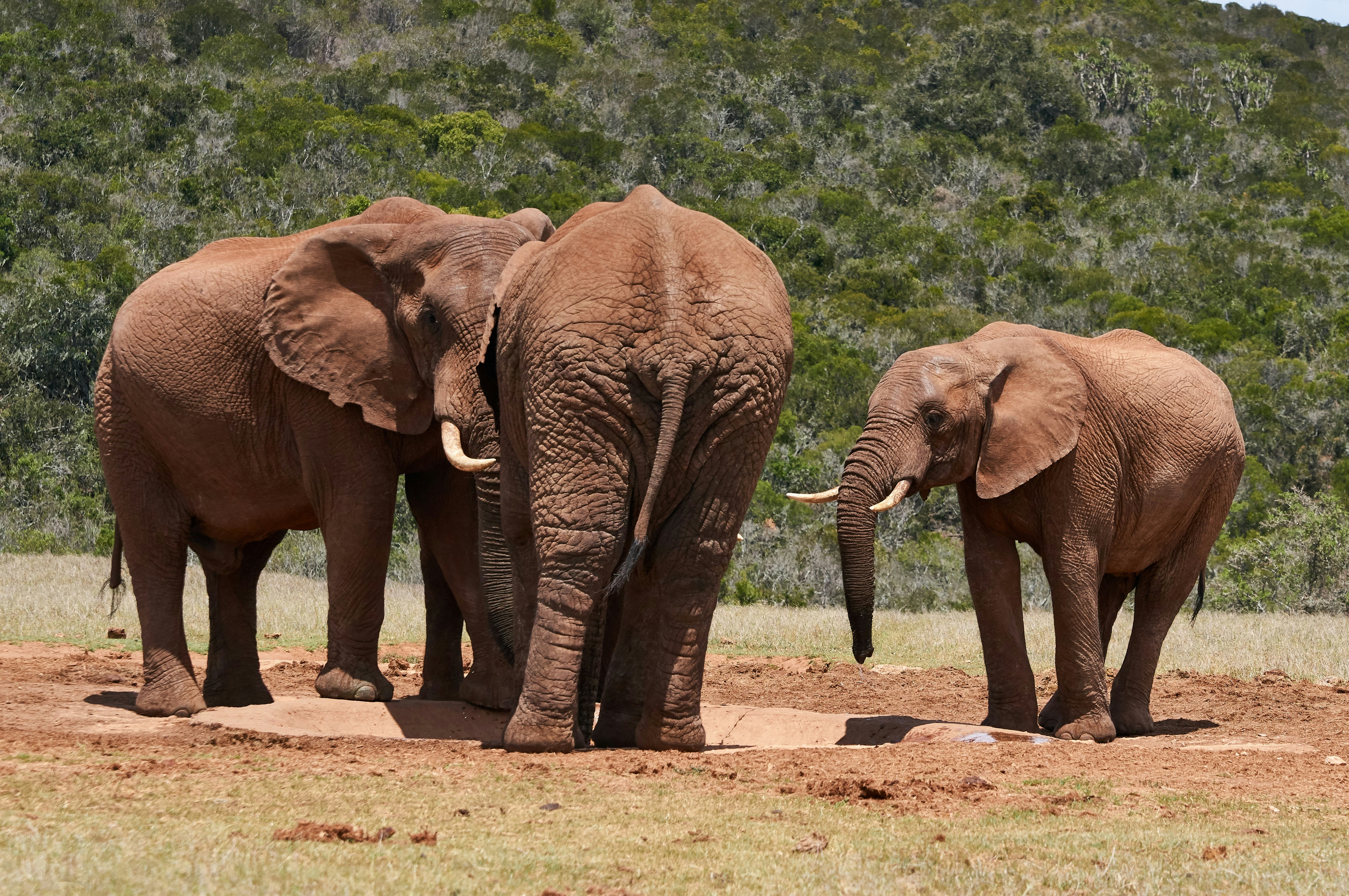 Photo by wolfgang_hasselmann