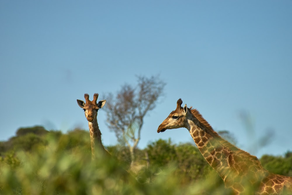 a couple of giraffe standing next to each other