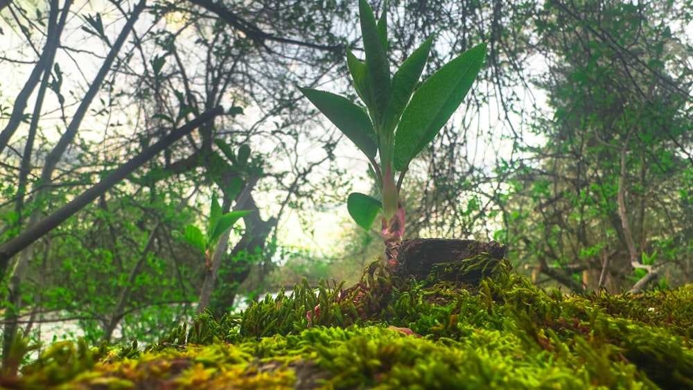 a plant growing out of the ground in a forest