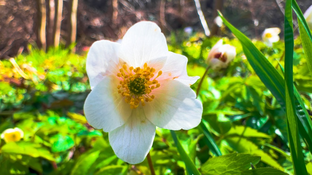 a close up of a white flower in a field