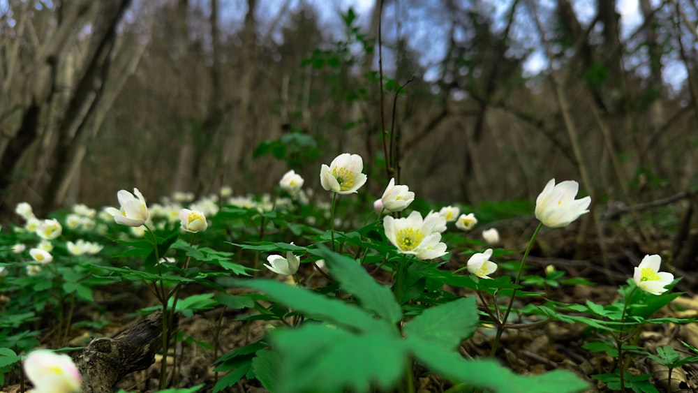 a group of white flowers in a forest